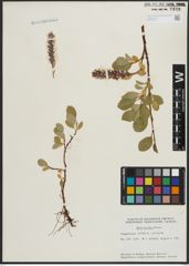 Foto von Salix arctica Pall.